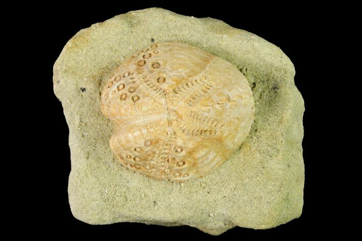 Sea Urchin (Lovenia) Fossil on Sandstone - Beaumaris, Australia #144395